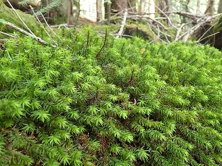 廃樹に育つ苔たち～ 手早い 天然苔八ヶ岳産